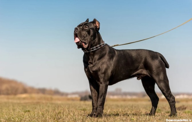 آشنایی با سگ بزرگ جثه نژاد کن کورسو (Cane Corso)