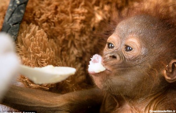 ریلکس ترین بچه میمون های جهان (+عکس)