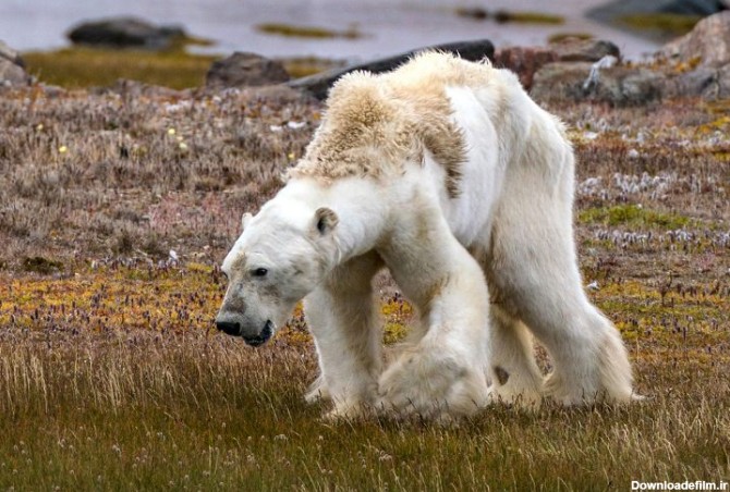 چرا خرس قطبی تصویر انکارناپذیر تغییرات اقلیمی است؟ - زومیت