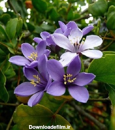 عکس گل یاس آبی برای پروفایل