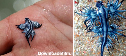 موجودات دریایی عجیب و زیبا + تصاویر - مجله تصویر زندگی