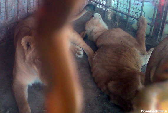 وضعیت اسفبار باغ وحش شیراز؛ حیوانات گرسنه‌اند +(تصاویر)