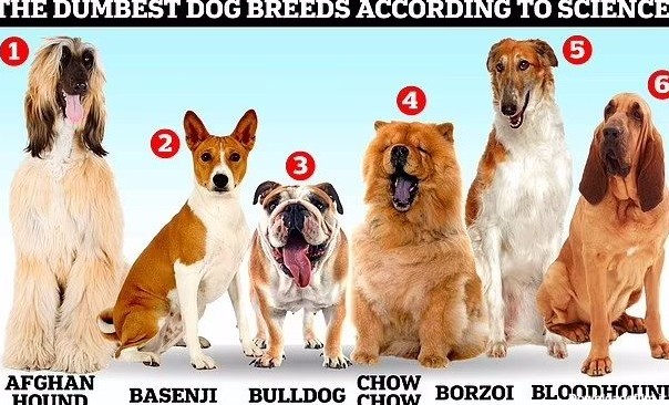خنگ ترین نژاد سگ ها در دنیا چیست؟+ عکس