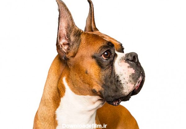 مشخصات کامل، قیمت و خرید نژاد سگ باکسر (Boxer) | پت راید