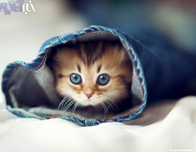 تصاویر / با مزه ترین گربه کوچولوی جهان