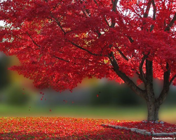 عکس زیبا از درخت رویایی پاییزی