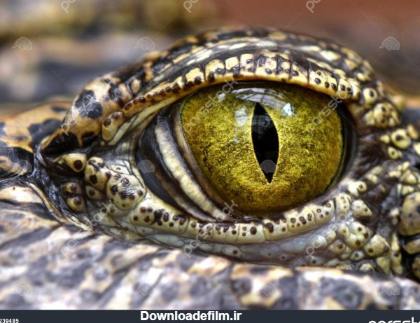 تمساح یا تمساح closeup چشم حیوانات 1239485