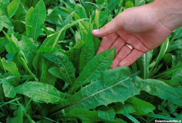 فرارو | گیاه کاسنی‌، از کاشت در منزل تا خواص و مضرات آن در طب سنتی