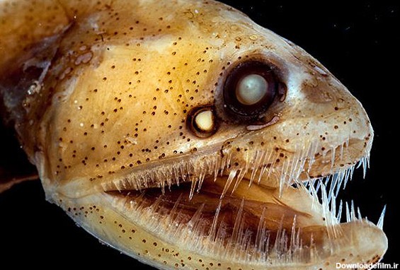 تصاویر هیولاهای عجیب اعماق اقیانوسها/ شناسایی تنها 5 درصد موجودات ...
