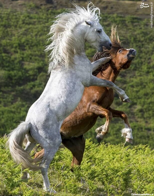 مشرق نیوز - عکس/ درگیری دو اسب وحشی