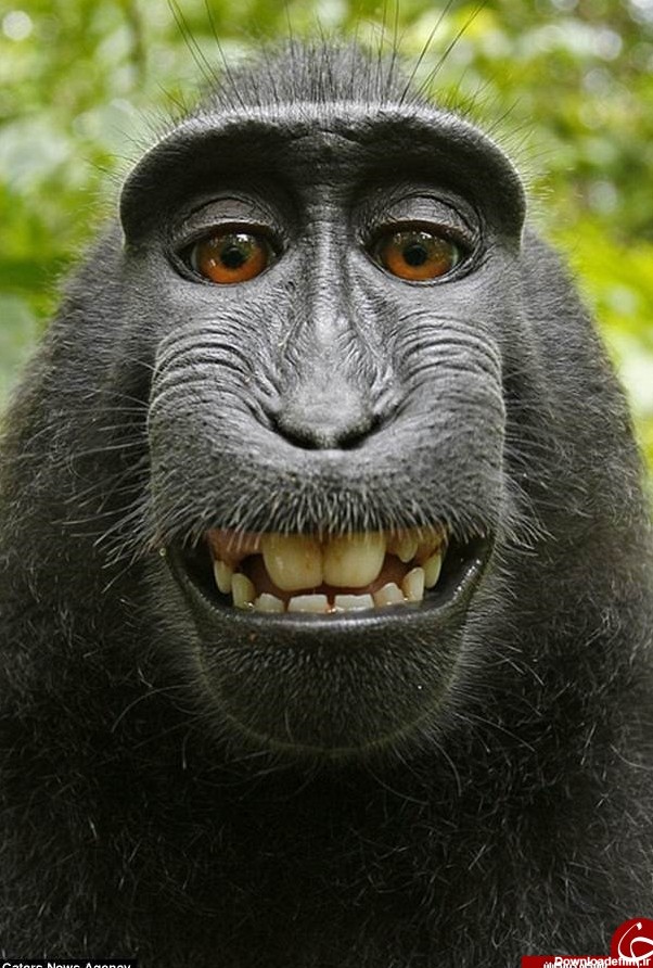 جنجال بر سر عجیب ترین سلفی دنیا / میمون خندان قوانین کپی ...