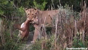 شکار یک آهو توسط شیر حین زایمان + فیلم