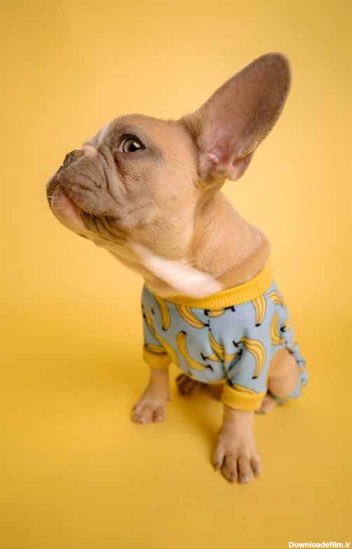 دانلود تصویر سگ پاکوتاه با لباس موزی