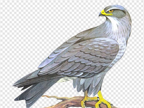 فایل png عقاب کارتونی در حال پرواز بصورت دوربری شده