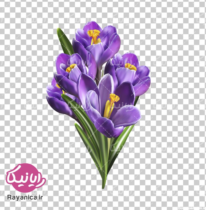 دانلود عکس باکیفیت گل زعفران بدون پس زمینه - رایانیکا ...