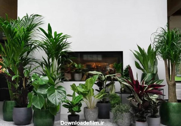 8 ایده فوق العاده جهت چیدمان گیاهان در منزل | آکادمی علی ولی