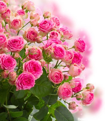 دانلود عکس با کیفیت از دسته گل های زیبای رز صورتی با فرمت jpg