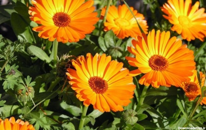 فرارو | ده گل‌ بهاری که باید در زمستان کاشته شوند