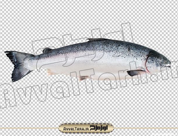 تصویر png ماهی قزل آلا :: اول طرح