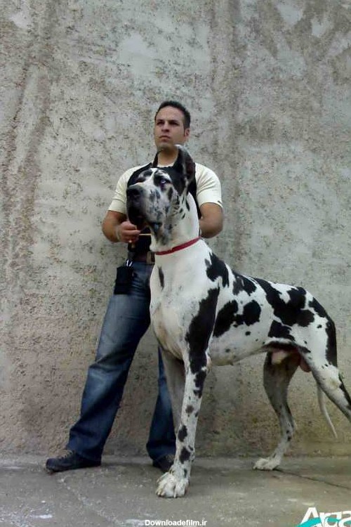 عکس سگ دوبرمن سفید - کامل (مولیزی)