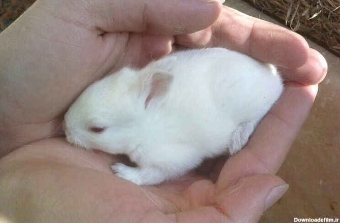 آخرین خبر | خرگوش کوچولو من،ده روزشه