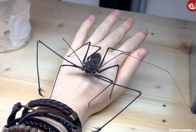 ویدئو) عجیب ترین حشره ای که به عمرتان دیدید؛ عنکبوت یا عقرب؟