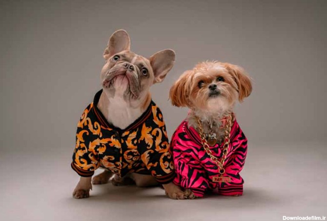 دانلود تصویر دو عدد سگ پاکوتاه با لباس