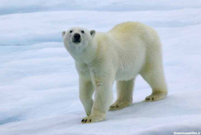 عکس‌هایی متفاوت از خرس‌ قطبی در آغوش گل‌ها - زومیت