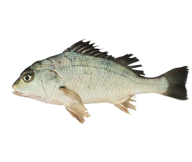 عکس ماهی سنگسر