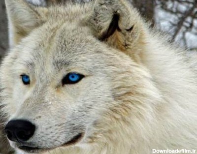 بزرگترین و خطرناک ترین گرگ در جهان به همراه عکس - Happypet