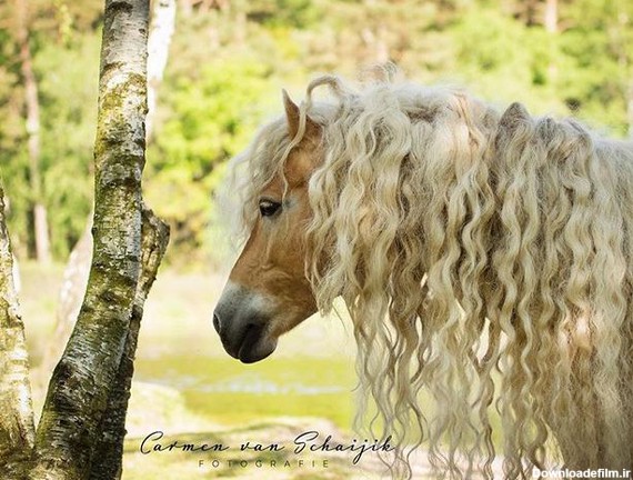 هر دختری به مو‌های این اسب حسادت می‌کند! (+عکس)