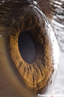 زیبایی‌های چشم یک انسان (تصویری)