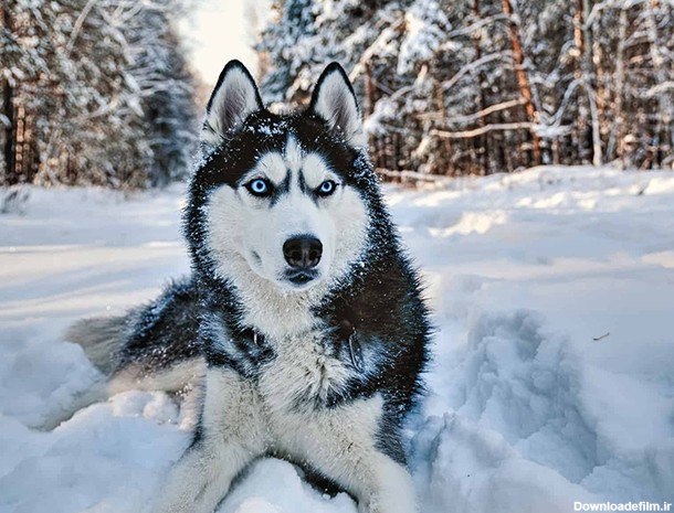 نژاد سگ سیبرین هاسکی (Siberian Husky) عکس و ویدیو