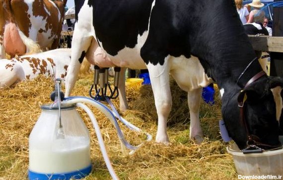 روش استفاده از شیر دوش برقی گاو و دام + مراحل