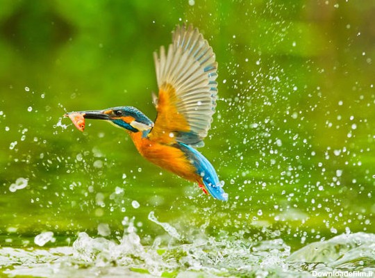 تصاویر زیبا از طبیعت و پرندگان