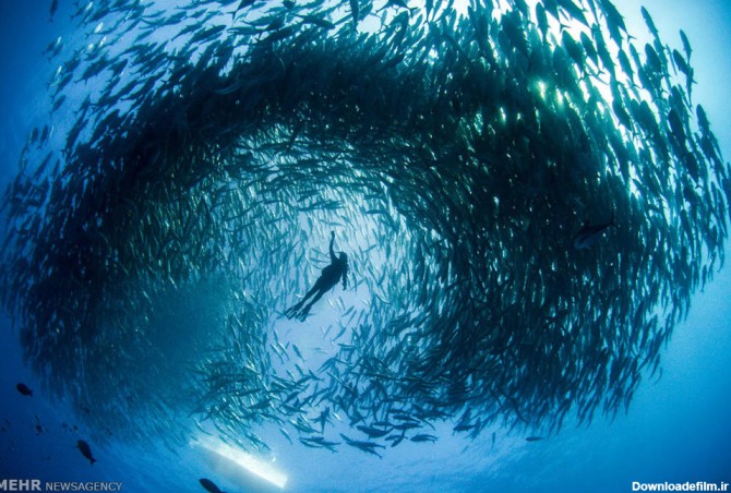 آخرین خبر | عکس/ حرکت دسته جمعی ماهی ها در اعماق اقیانوس