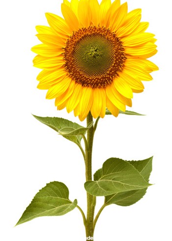 عکس شاخه گل آفتابگردان hd sunflower wallpaper