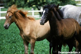 عکس اسب سیاه و قهوه ای