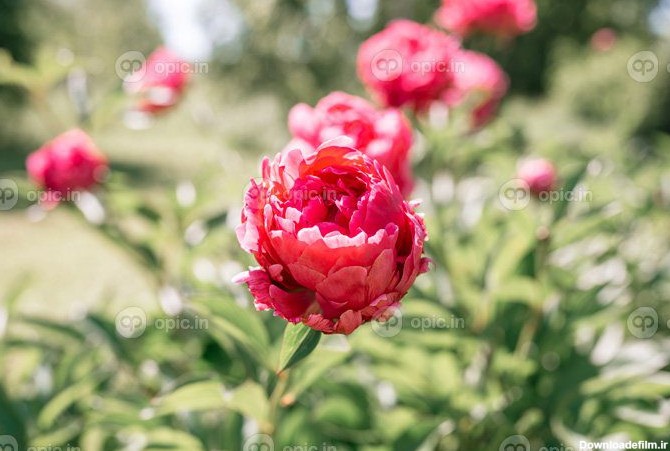 دانلود عکس سر گل گل صد تومانی صورتی در شکوفه کامل در پس زمینه | اوپیک
