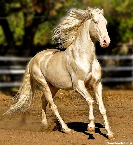 زیباترین اسب های جهان از آخال تا پینتو