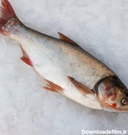 خرید و قیمت ماهی قزل آزاد (دریایی) | ترب