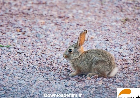 فرق خرگوش لوپ و مینی لوپ (اندازه، وزن، نگهداری، نوع تغذیه، رنگ ها ...