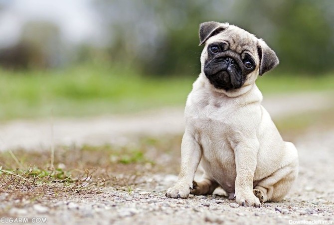 60 عکس بانمک از ملوس ترین سگ های جهان