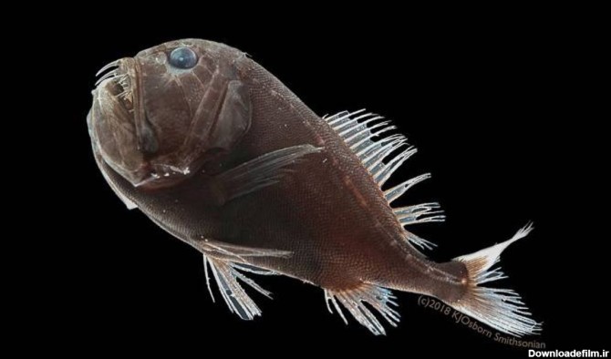 ماهی Anoplogaster cornuta