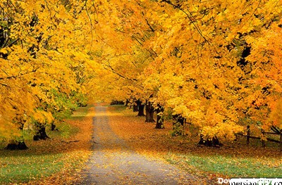 40 عکس رنگی زیبا از طبیعت در پاییز