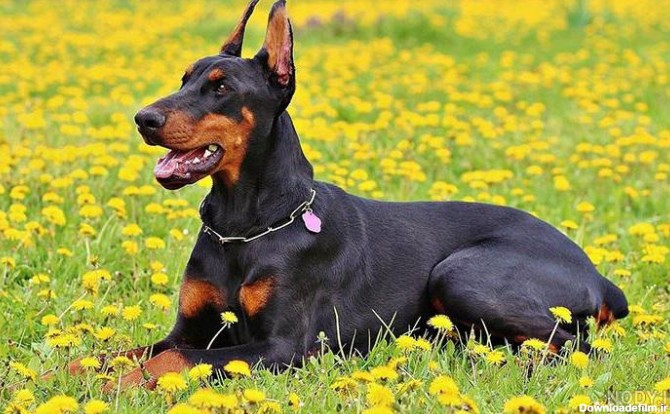 مشخصات سگ دوبرمن اصیل - ایران‌گلدپت