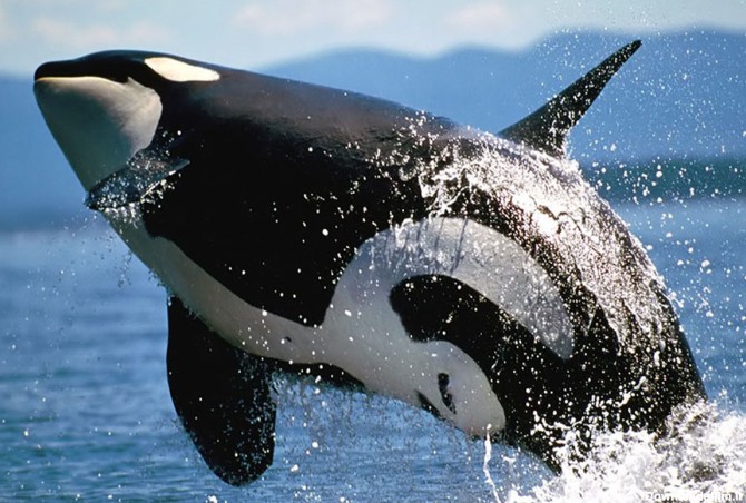 توضیح سازمان محیط زیست در مورد حضور نهنگ قاتل در خلیج فارس
