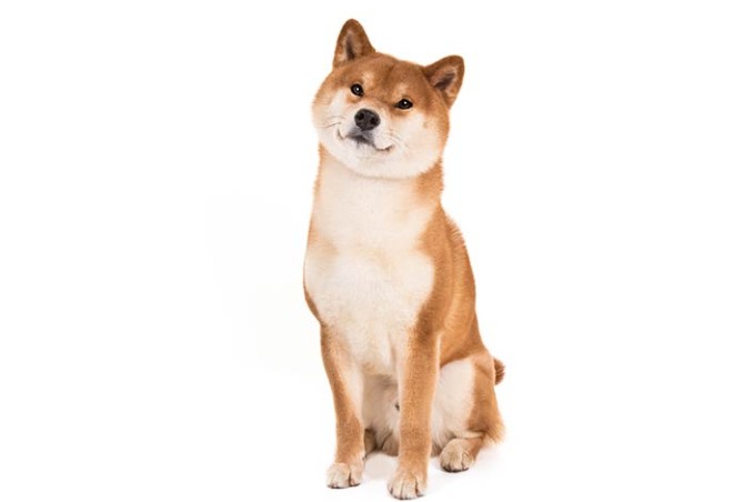 مشخصات کامل، قیمت و خرید نژاد سگ شیبا اینو (Shiba Inu) | پت راید