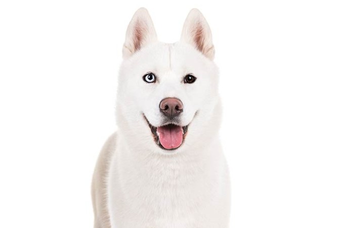 مشخصات کامل، قیمت و خرید نژاد سگ سیبرین هاسکی (Siberian Husky ...