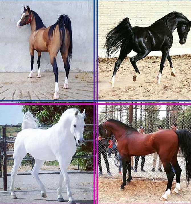 اسم اسب هزاران نام اسب نر و اسم اسب ماده ایرانی و خارجی با معنی